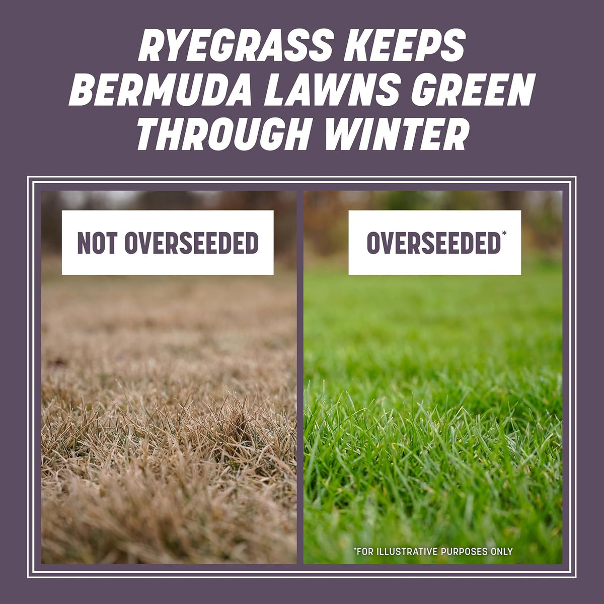 Pennington Annual Ryegrass, Grass Seeds for Lawn, 10 Lb