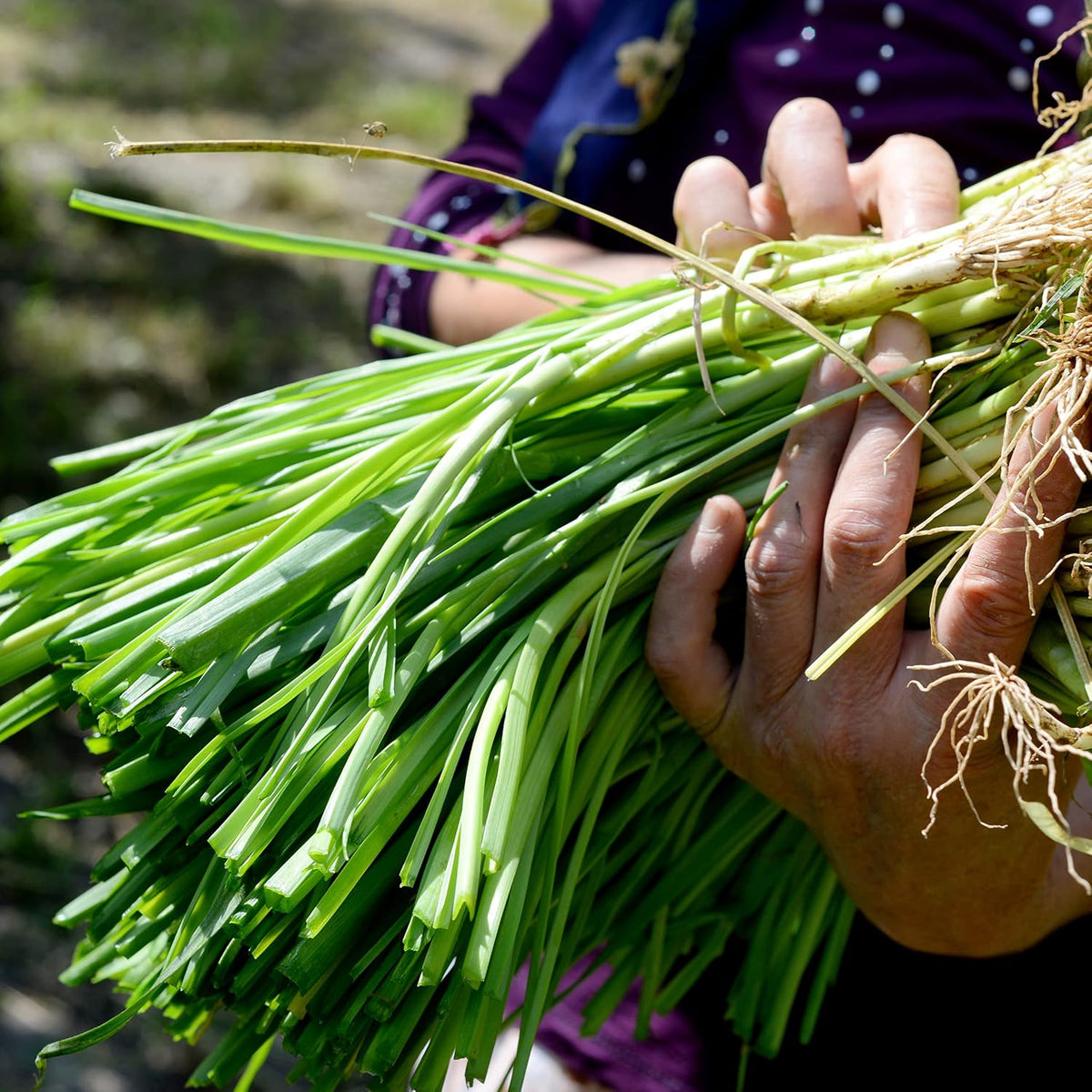 Organic Onion Seeds (Bunching Evergreen) - Approx 200 Seeds - USDA Organic, Non-GMO, Open Pollinated, Heirloom, USA Origin