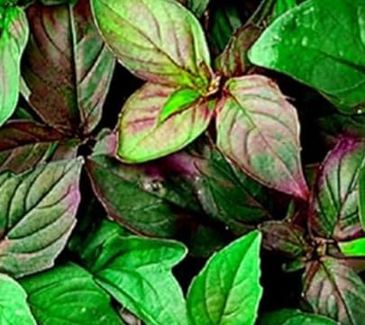 HOME GROWN 𝗨𝗦𝗔 𝗣𝗥𝗘𝗠𝗜𝗨𝗠 Peppermint Seeds Pack – 2,370 𝗡𝗢𝗡-𝗚𝗠𝗢 Heirloom Mint Seeds for Planting. Grow Peppermint Plants in Your Herb Garden Indoors or Outdoors (Mentha x piperita)