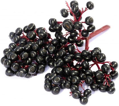 Gaea's Blessing Seeds - Elderberry Seeds - American Black Elderberry Heirloom - Non-GMO Seeds with Easy to Follow Planting Instructions - 90% Germination Rate