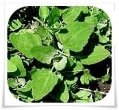KVITER 500 Lemon Thyme Seeds for Planting (Thymus Pulegioides) – Wild Creeping Thyme Seeds Ground Cover, Aromatic & Drought-Tolerant Herbaceous Flower – Ideal for Walls, Fences & Herb Garden