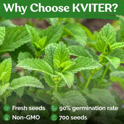 KVITER 500 Lemon Thyme Seeds for Planting (Thymus Pulegioides) – Wild Creeping Thyme Seeds Ground Cover, Aromatic & Drought-Tolerant Herbaceous Flower – Ideal for Walls, Fences & Herb Garden