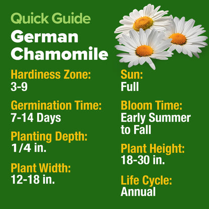 HOME GROWN 𝗨𝗦𝗔 𝗣𝗥𝗘𝗠𝗜𝗨𝗠 Zinnia Dahlia Seeds Pack for 2025 – 524 𝗡𝗢𝗡-𝗚𝗠𝗢 Flower Seeds | Vibrant Zinnia Elegans for Pollinator Gardens, Borders & Containers | Easy-to-Grow Outdoor Blooms