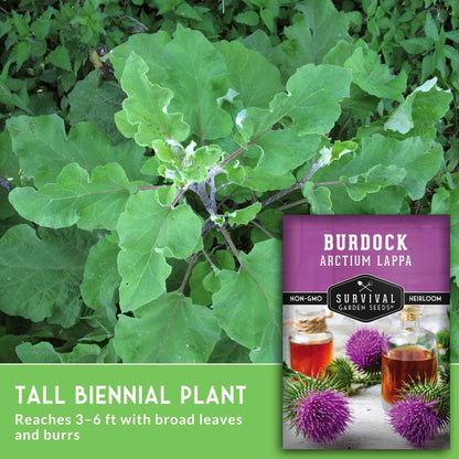 Burdock Root Seeds for Planting – Grow GOBO (Arctium lappa) Heirloom Root Vegetable – Non-GMO Medicinal Herb for Home Gardens – Survival Garden Seeds (1 Pack)