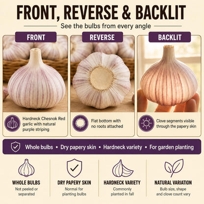 5 Pack Chesnok Red Garlic Bulbs for Planting Large Hardneck Garlic Cloves Garlic Seeds for Planting Cold Climate Ready Garlic Bulbs for Planting Home Garden Raised Beds Fall or Spring