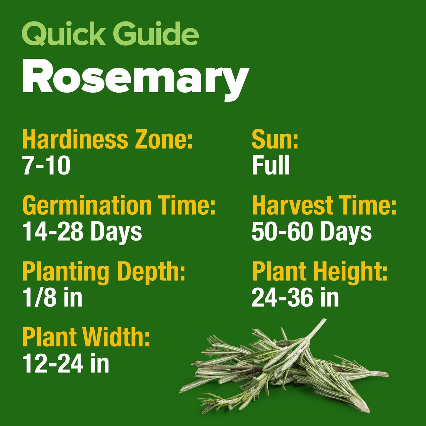 HOME GROWN 𝗨𝗦𝗔 𝗣𝗥𝗘𝗠𝗜𝗨𝗠 Peppermint Seeds Pack – 2,370 𝗡𝗢𝗡-𝗚𝗠𝗢 Heirloom Mint Seeds for Planting. Grow Peppermint Plants in Your Herb Garden Indoors or Outdoors (Mentha x piperita)