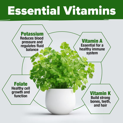 HOME GROWN 𝗨𝗦𝗔 𝗣𝗥𝗘𝗠𝗜𝗨𝗠 Peppermint Seeds Pack – 2,370 𝗡𝗢𝗡-𝗚𝗠𝗢 Heirloom Mint Seeds for Planting. Grow Peppermint Plants in Your Herb Garden Indoors or Outdoors (Mentha x piperita)