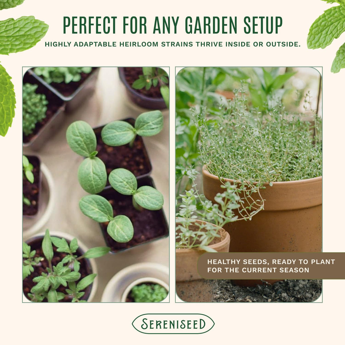 Sereniseed Certified Organic Herb Seeds 10-Pack, Culinary Garden Kit
