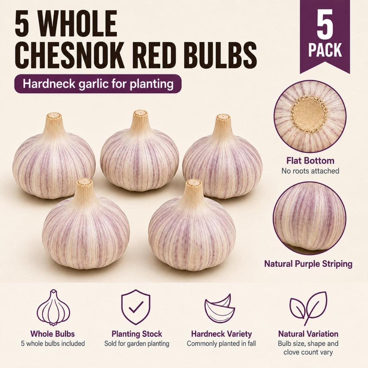 5 Pack Chesnok Red Garlic Bulbs for Planting Large Hardneck Garlic Cloves Garlic Seeds for Planting Cold Climate Ready Garlic Bulbs for Planting Home Garden Raised Beds Fall or Spring