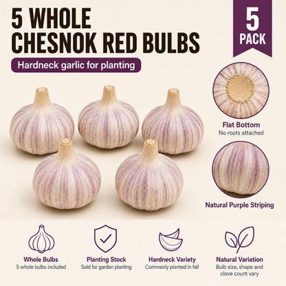 5 Pack Chesnok Red Garlic Bulbs for Planting Large Hardneck Garlic Cloves Garlic Seeds for Planting Cold Climate Ready Garlic Bulbs for Planting Home Garden Raised Beds Fall or Spring