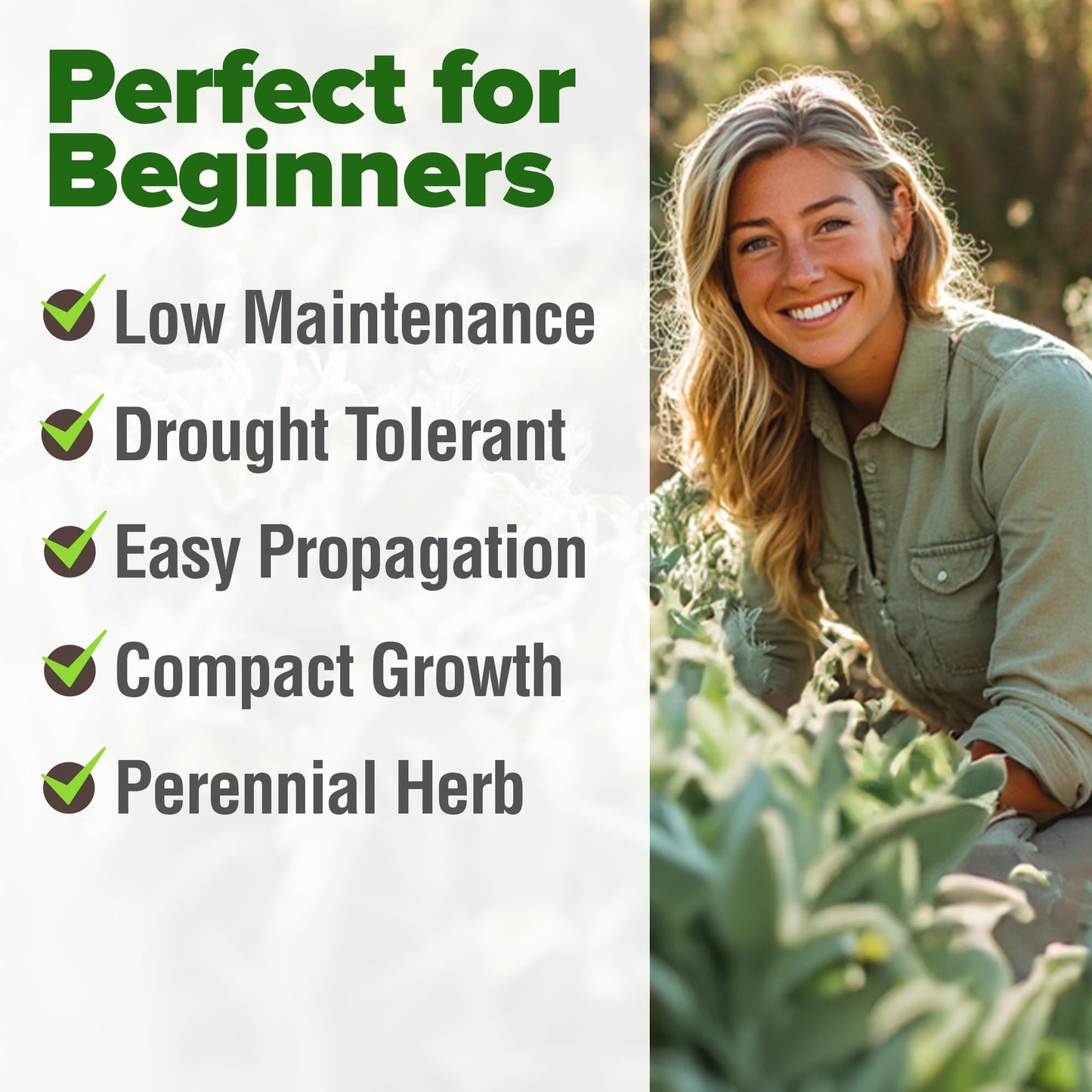 HOME GROWN 𝗨𝗦𝗔 𝗣𝗥𝗘𝗠𝗜𝗨𝗠 Peppermint Seeds Pack – 2,370 𝗡𝗢𝗡-𝗚𝗠𝗢 Heirloom Mint Seeds for Planting. Grow Peppermint Plants in Your Herb Garden Indoors or Outdoors (Mentha x piperita)