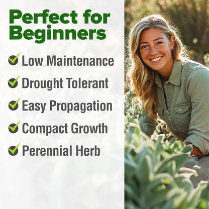 HOME GROWN 𝗨𝗦𝗔 𝗣𝗥𝗘𝗠𝗜𝗨𝗠 Peppermint Seeds Pack – 2,370 𝗡𝗢𝗡-𝗚𝗠𝗢 Heirloom Mint Seeds for Planting. Grow Peppermint Plants in Your Herb Garden Indoors or Outdoors (Mentha x piperita)