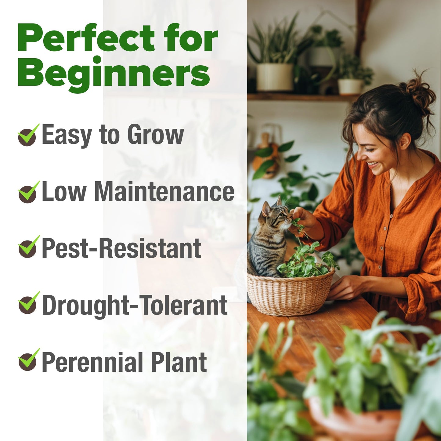 HOME GROWN 𝗨𝗦𝗔 𝗣𝗥𝗘𝗠𝗜𝗨𝗠 Peppermint Seeds Pack – 2,370 𝗡𝗢𝗡-𝗚𝗠𝗢 Heirloom Mint Seeds for Planting. Grow Peppermint Plants in Your Herb Garden Indoors or Outdoors (Mentha x piperita)