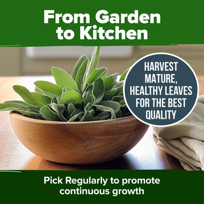 HOME GROWN 𝗨𝗦𝗔 𝗣𝗥𝗘𝗠𝗜𝗨𝗠 Peppermint Seeds Pack – 2,370 𝗡𝗢𝗡-𝗚𝗠𝗢 Heirloom Mint Seeds for Planting. Grow Peppermint Plants in Your Herb Garden Indoors or Outdoors (Mentha x piperita)