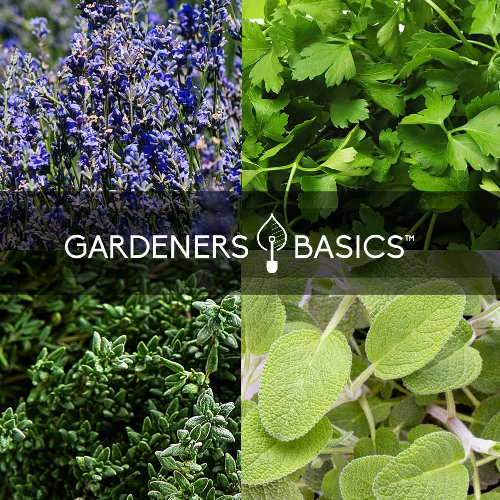 35 Medicinal & Culinary Herb Seeds Variety Pack – Heirloom Non-GMO Garden Kit for Indoor, Outdoor, or Greenhouse Growing – Apothecary, Tea & Cooking Herbs – Premium Gift for Gardeners & Homesteaders