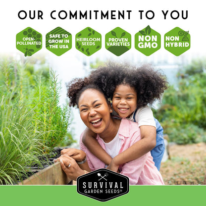 Burdock Root Seeds for Planting – Grow GOBO (Arctium lappa) Heirloom Root Vegetable – Non-GMO Medicinal Herb for Home Gardens – Survival Garden Seeds (1 Pack)