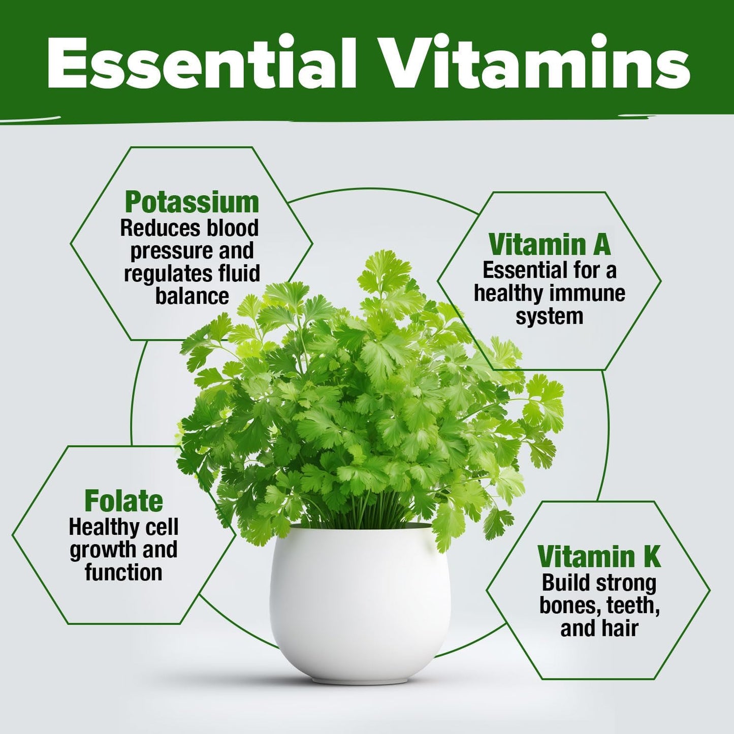 HOME GROWN 𝗨𝗦𝗔 𝗣𝗥𝗘𝗠𝗜𝗨𝗠 Peppermint Seeds Pack – 2,370 𝗡𝗢𝗡-𝗚𝗠𝗢 Heirloom Mint Seeds for Planting. Grow Peppermint Plants in Your Herb Garden Indoors or Outdoors (Mentha x piperita)