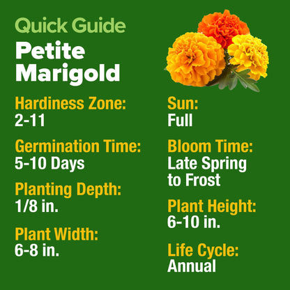 HOME GROWN 𝗨𝗦𝗔 𝗣𝗥𝗘𝗠𝗜𝗨𝗠 Zinnia Dahlia Seeds Pack for 2025 – 524 𝗡𝗢𝗡-𝗚𝗠𝗢 Flower Seeds | Vibrant Zinnia Elegans for Pollinator Gardens, Borders & Containers | Easy-to-Grow Outdoor Blooms