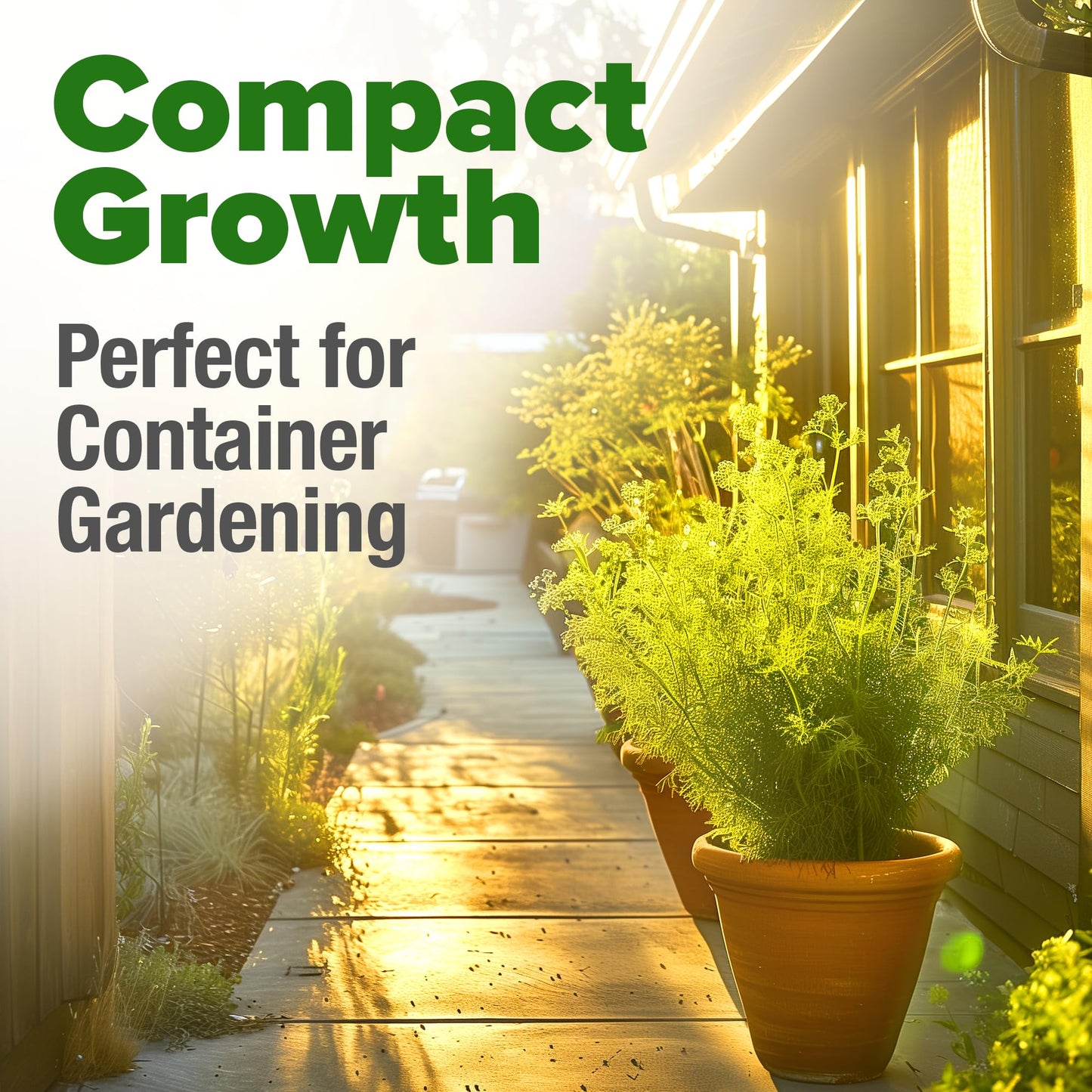 HOME GROWN 𝗨𝗦𝗔 𝗣𝗥𝗘𝗠𝗜𝗨𝗠 Peppermint Seeds Pack – 2,370 𝗡𝗢𝗡-𝗚𝗠𝗢 Heirloom Mint Seeds for Planting. Grow Peppermint Plants in Your Herb Garden Indoors or Outdoors (Mentha x piperita)