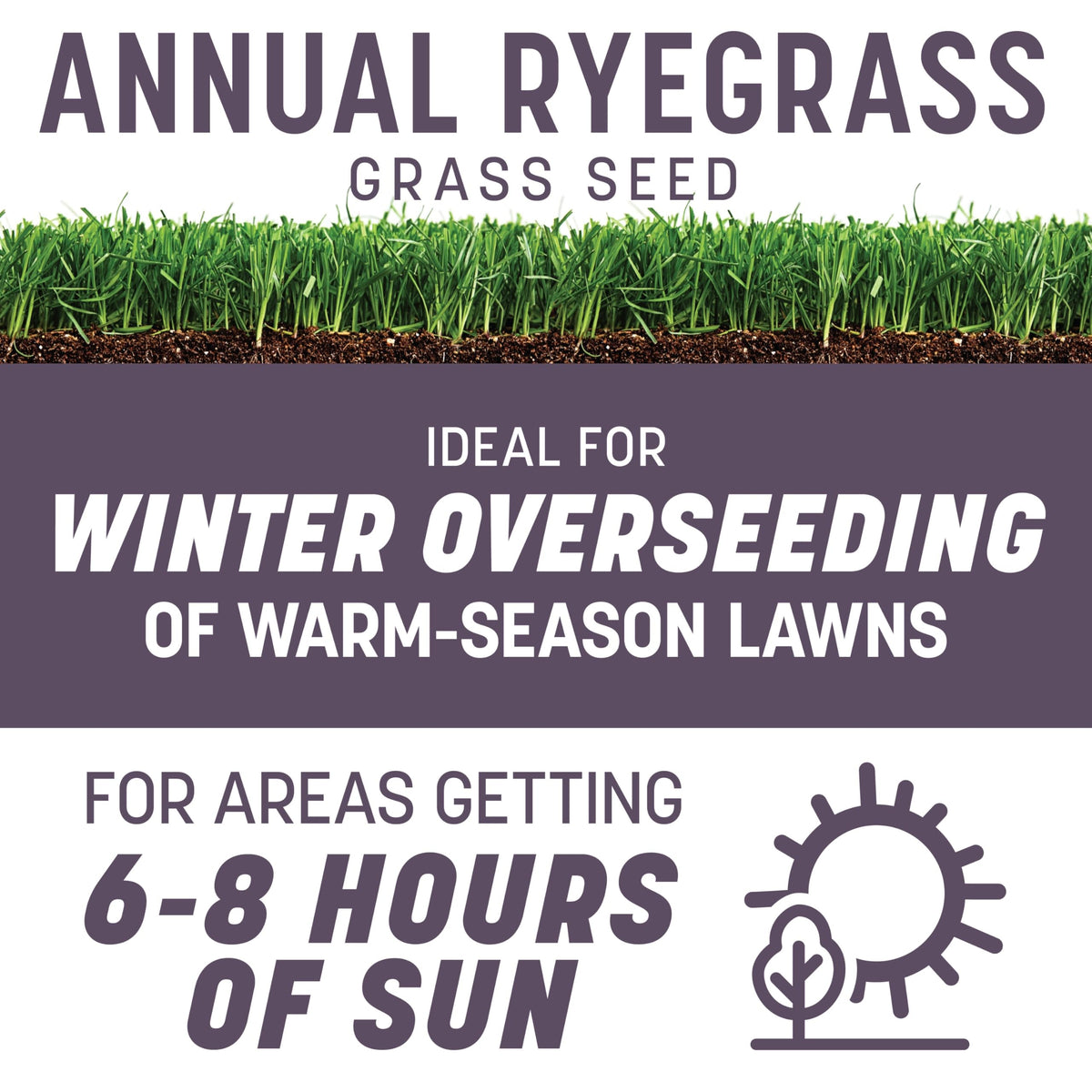 Pennington Annual Ryegrass, Grass Seeds for Lawn, 10 Lb