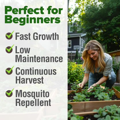 HOME GROWN 𝗨𝗦𝗔 𝗣𝗥𝗘𝗠𝗜𝗨𝗠 Peppermint Seeds Pack – 2,370 𝗡𝗢𝗡-𝗚𝗠𝗢 Heirloom Mint Seeds for Planting. Grow Peppermint Plants in Your Herb Garden Indoors or Outdoors (Mentha x piperita)