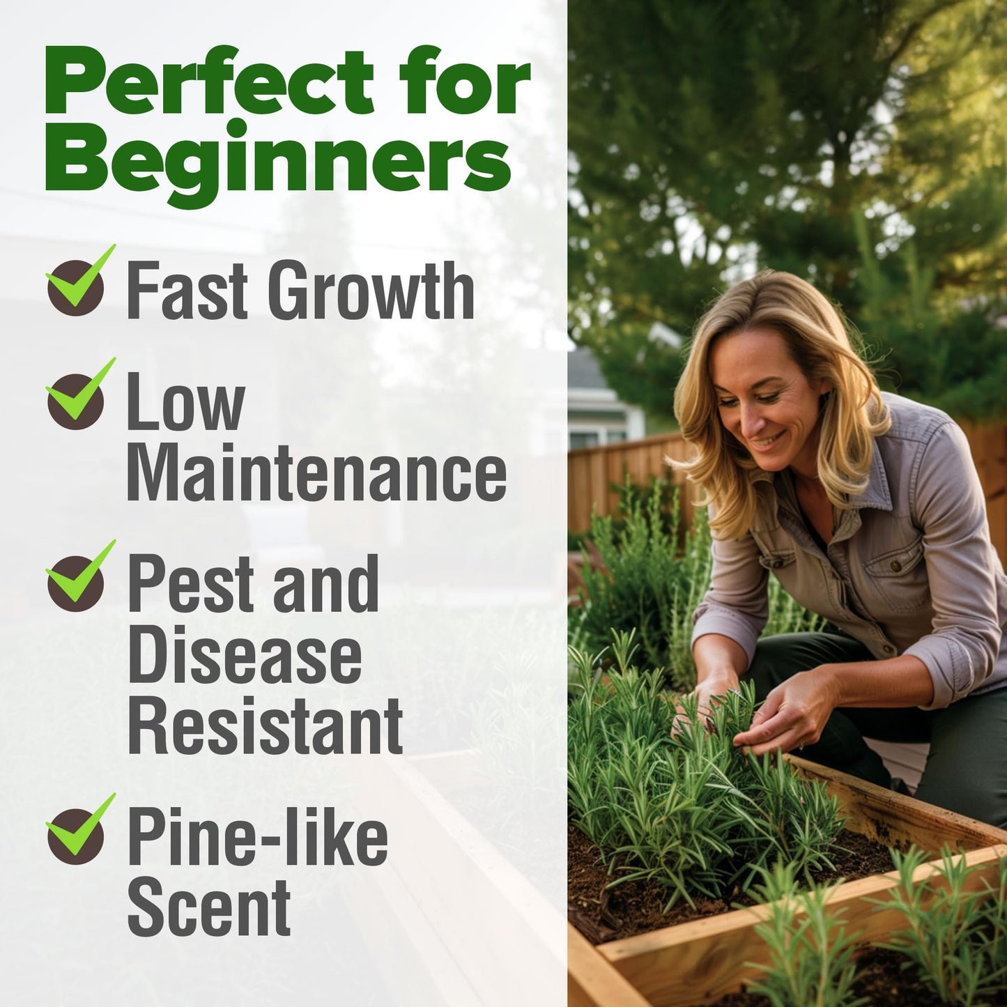 HOME GROWN 𝗨𝗦𝗔 𝗣𝗥𝗘𝗠𝗜𝗨𝗠 Peppermint Seeds Pack – 2,370 𝗡𝗢𝗡-𝗚𝗠𝗢 Heirloom Mint Seeds for Planting. Grow Peppermint Plants in Your Herb Garden Indoors or Outdoors (Mentha x piperita)