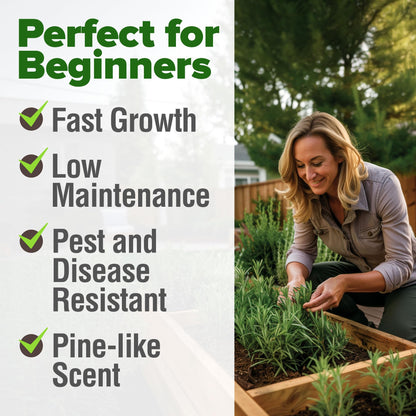 HOME GROWN 𝗨𝗦𝗔 𝗣𝗥𝗘𝗠𝗜𝗨𝗠 Peppermint Seeds Pack – 2,370 𝗡𝗢𝗡-𝗚𝗠𝗢 Heirloom Mint Seeds for Planting. Grow Peppermint Plants in Your Herb Garden Indoors or Outdoors (Mentha x piperita)