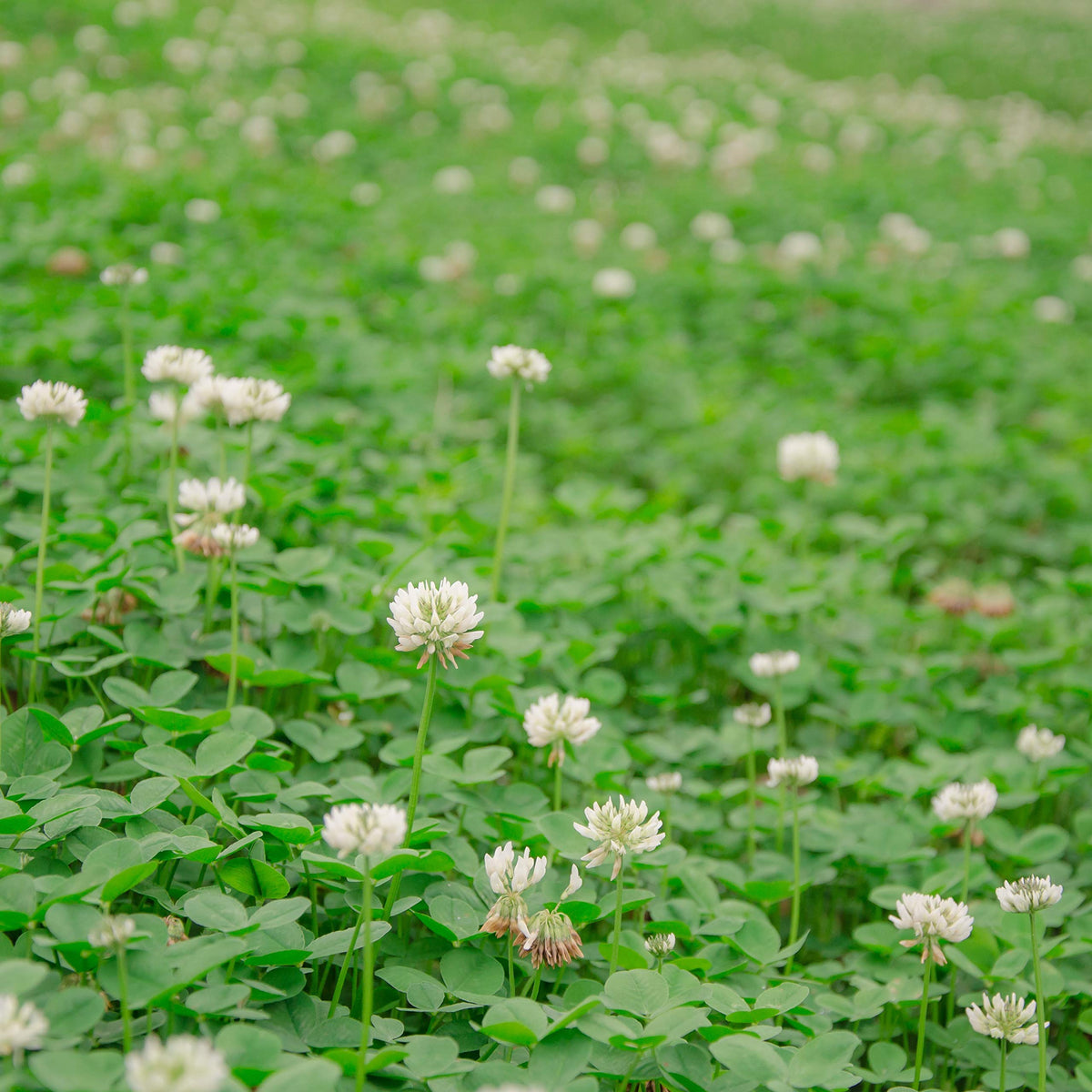 Outsidepride Perennial White Dutch Clover Seed - 5 lbs. Nitrocoated, Inoculated for Lawn Alternative, Erosion Control, Food Plots, Ground Cover, & Pasture Mixtures in USDA Zones 3-10