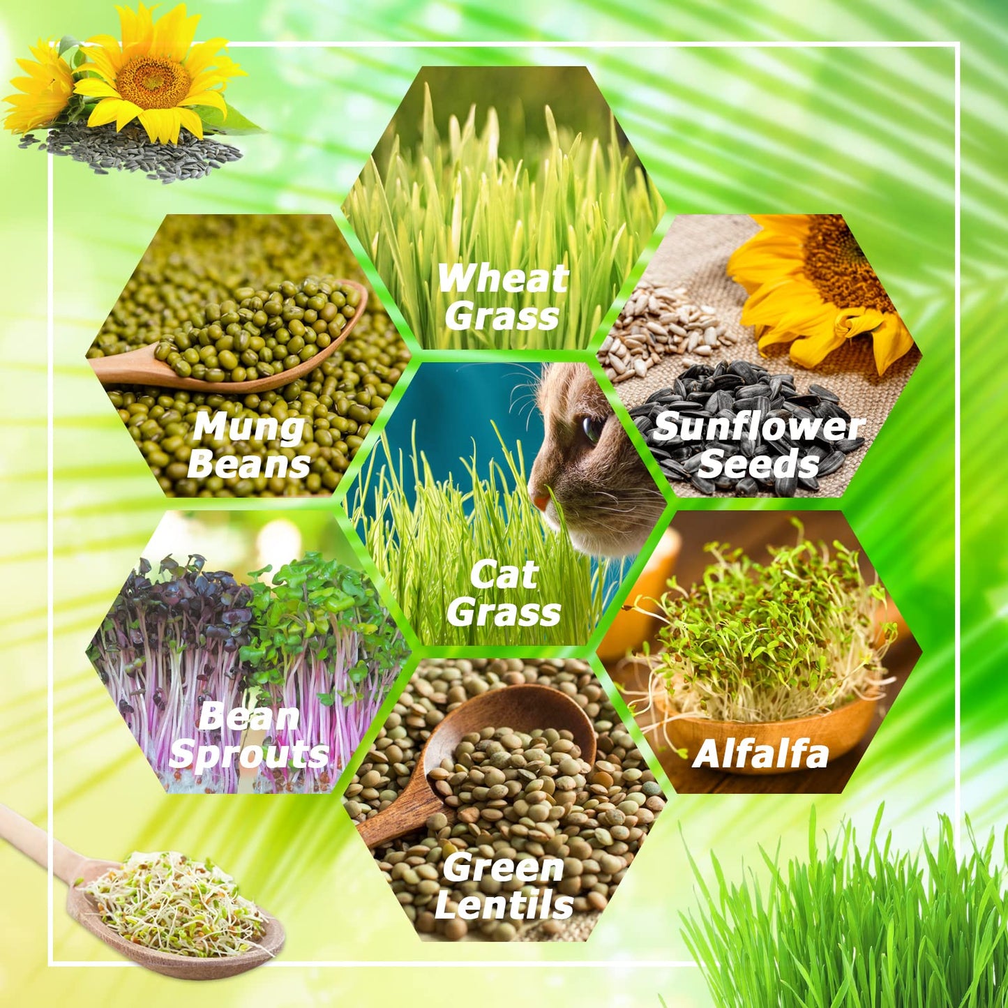 Legigo 8 Pack Seed Sprouter Trays with Lids- Soil-Free Cultivation Germination Tray, BPA Free Micro Greens Growing Trays Seed Sprouting Trays Kit with Germinating Paper for Wheatgrass, Beans and More