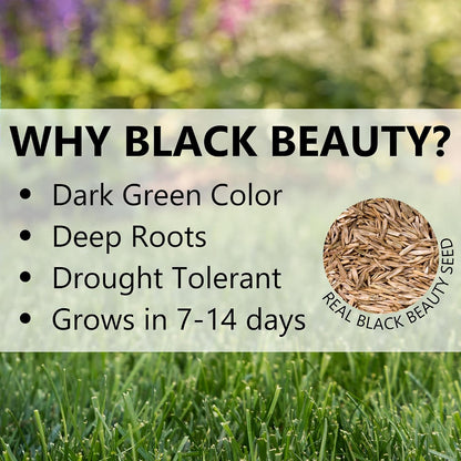 Jonathan Green Black Beauty Ultra Grass Seed - 7 lb
