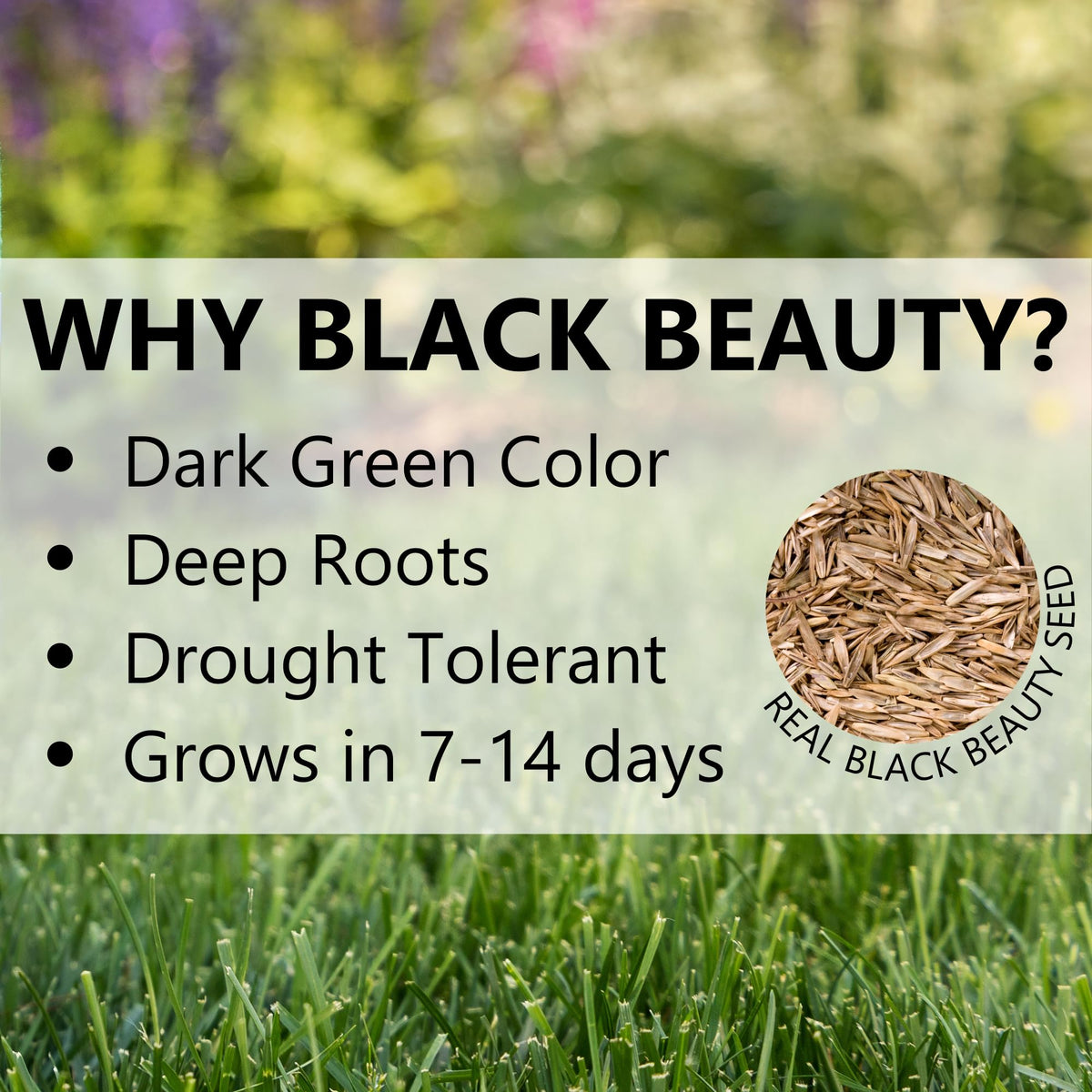 Jonathan Green Black Beauty Ultra Grass Seed - 7 lb