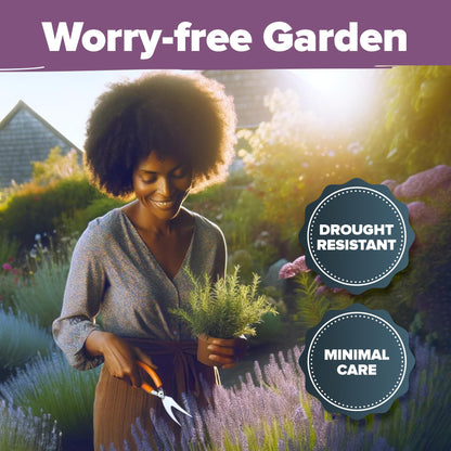 HOME GROWN 𝗨𝗦𝗔 𝗣𝗥𝗘𝗠𝗜𝗨𝗠 Peppermint Seeds Pack – 2,370 𝗡𝗢𝗡-𝗚𝗠𝗢 Heirloom Mint Seeds for Planting. Grow Peppermint Plants in Your Herb Garden Indoors or Outdoors (Mentha x piperita)