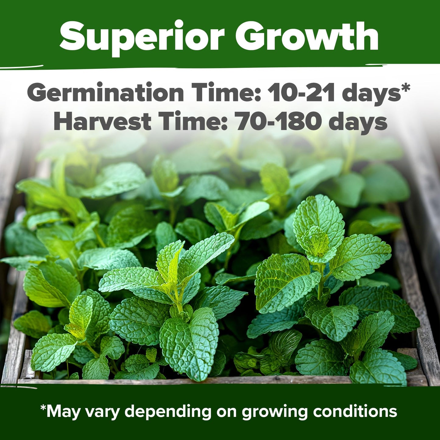 HOME GROWN 𝗨𝗦𝗔 𝗣𝗥𝗘𝗠𝗜𝗨𝗠 Peppermint Seeds Pack – 2,370 𝗡𝗢𝗡-𝗚𝗠𝗢 Heirloom Mint Seeds for Planting. Grow Peppermint Plants in Your Herb Garden Indoors or Outdoors (Mentha x piperita)