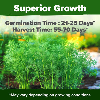 HOME GROWN 𝗨𝗦𝗔 𝗣𝗥𝗘𝗠𝗜𝗨𝗠 Peppermint Seeds Pack – 2,370 𝗡𝗢𝗡-𝗚𝗠𝗢 Heirloom Mint Seeds for Planting. Grow Peppermint Plants in Your Herb Garden Indoors or Outdoors (Mentha x piperita)