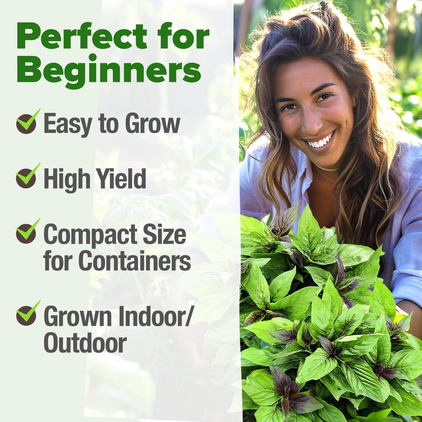 HOME GROWN 𝗨𝗦𝗔 𝗣𝗥𝗘𝗠𝗜𝗨𝗠 Peppermint Seeds Pack – 2,370 𝗡𝗢𝗡-𝗚𝗠𝗢 Heirloom Mint Seeds for Planting. Grow Peppermint Plants in Your Herb Garden Indoors or Outdoors (Mentha x piperita)