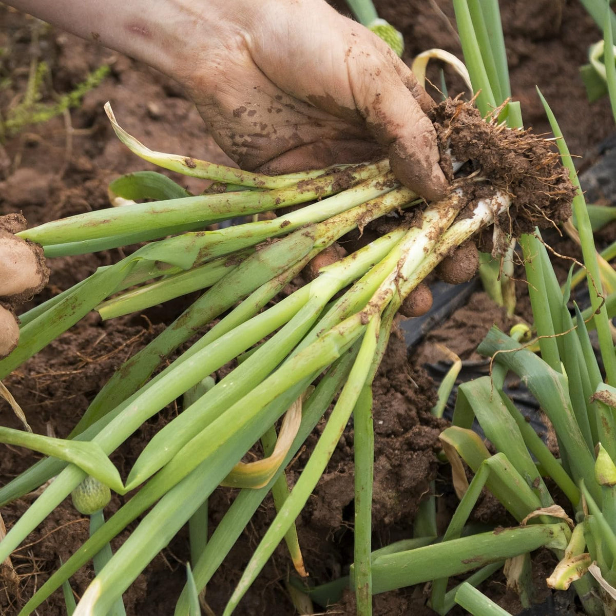 Organic Onion Seeds (Bunching Evergreen) - Approx 200 Seeds - USDA Organic, Non-GMO, Open Pollinated, Heirloom, USA Origin