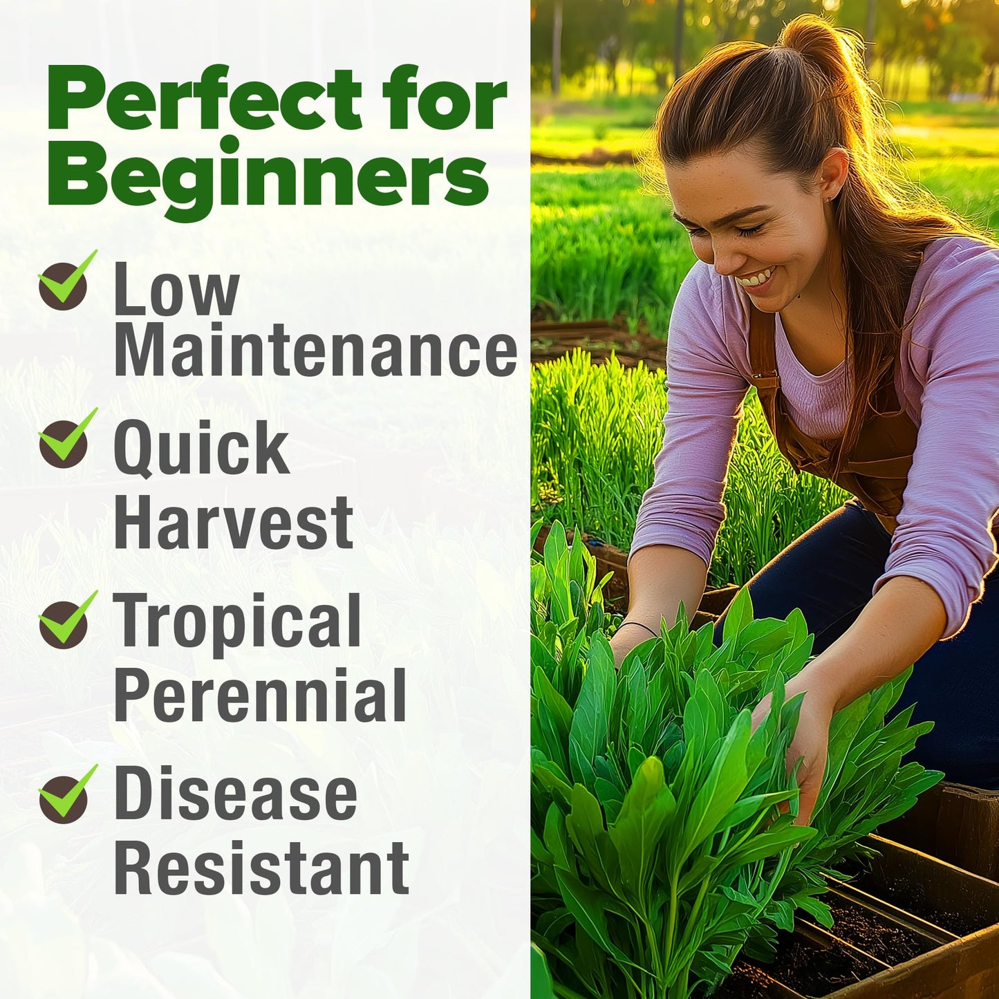 HOME GROWN 𝗨𝗦𝗔 𝗣𝗥𝗘𝗠𝗜𝗨𝗠 Peppermint Seeds Pack – 2,370 𝗡𝗢𝗡-𝗚𝗠𝗢 Heirloom Mint Seeds for Planting. Grow Peppermint Plants in Your Herb Garden Indoors or Outdoors (Mentha x piperita)