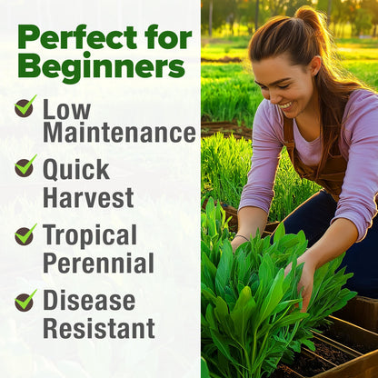 HOME GROWN 𝗨𝗦𝗔 𝗣𝗥𝗘𝗠𝗜𝗨𝗠 Peppermint Seeds Pack – 2,370 𝗡𝗢𝗡-𝗚𝗠𝗢 Heirloom Mint Seeds for Planting. Grow Peppermint Plants in Your Herb Garden Indoors or Outdoors (Mentha x piperita)