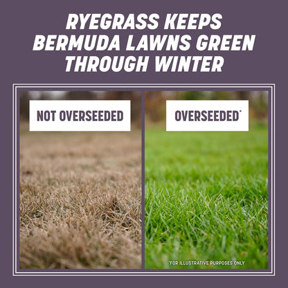 Pennington Annual Ryegrass, Grass Seeds for Lawn, 10 Lb