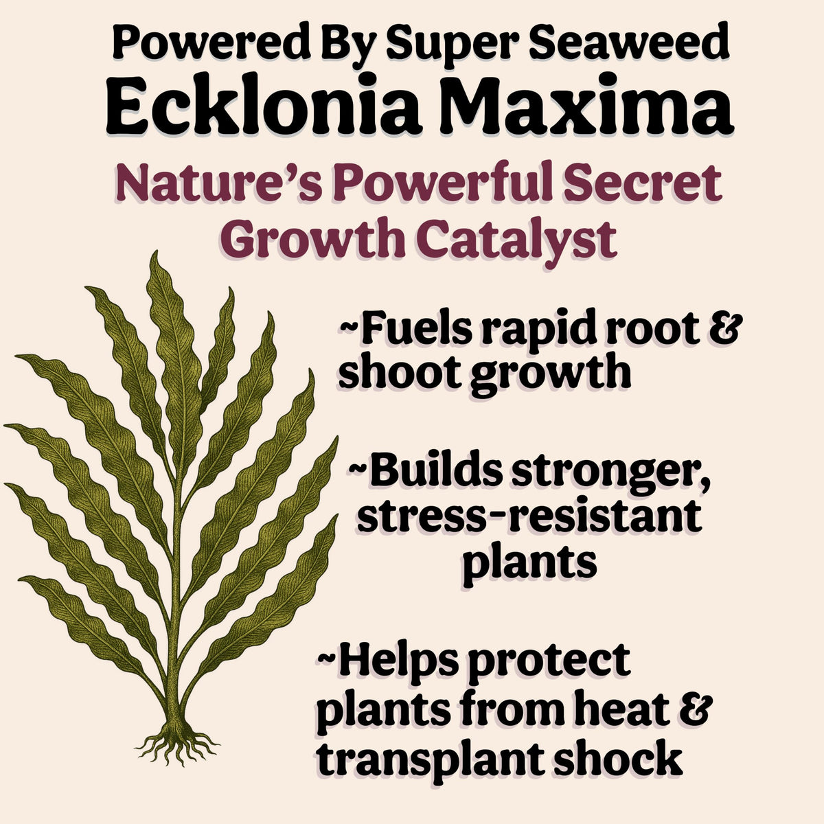 Organic Liquid Indoor Plant Food, Houseplant, Tropical & All-Purpose Indoor Plant Fertilizer, Organic Liquid Fertilizer 5-5-5 with Sea Kelp, 8oz Treats 50 Gallons