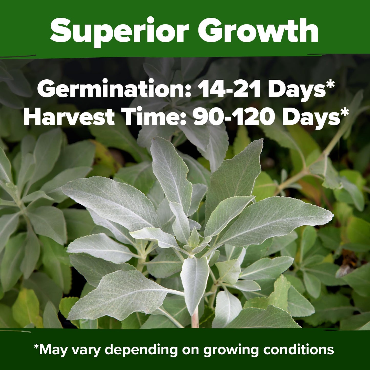 HOME GROWN 𝗨𝗦𝗔 𝗣𝗥𝗘𝗠𝗜𝗨𝗠 Peppermint Seeds Pack – 2,370 𝗡𝗢𝗡-𝗚𝗠𝗢 Heirloom Mint Seeds for Planting. Grow Peppermint Plants in Your Herb Garden Indoors or Outdoors (Mentha x piperita)