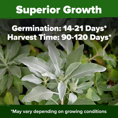 HOME GROWN 𝗨𝗦𝗔 𝗣𝗥𝗘𝗠𝗜𝗨𝗠 Peppermint Seeds Pack – 2,370 𝗡𝗢𝗡-𝗚𝗠𝗢 Heirloom Mint Seeds for Planting. Grow Peppermint Plants in Your Herb Garden Indoors or Outdoors (Mentha x piperita)