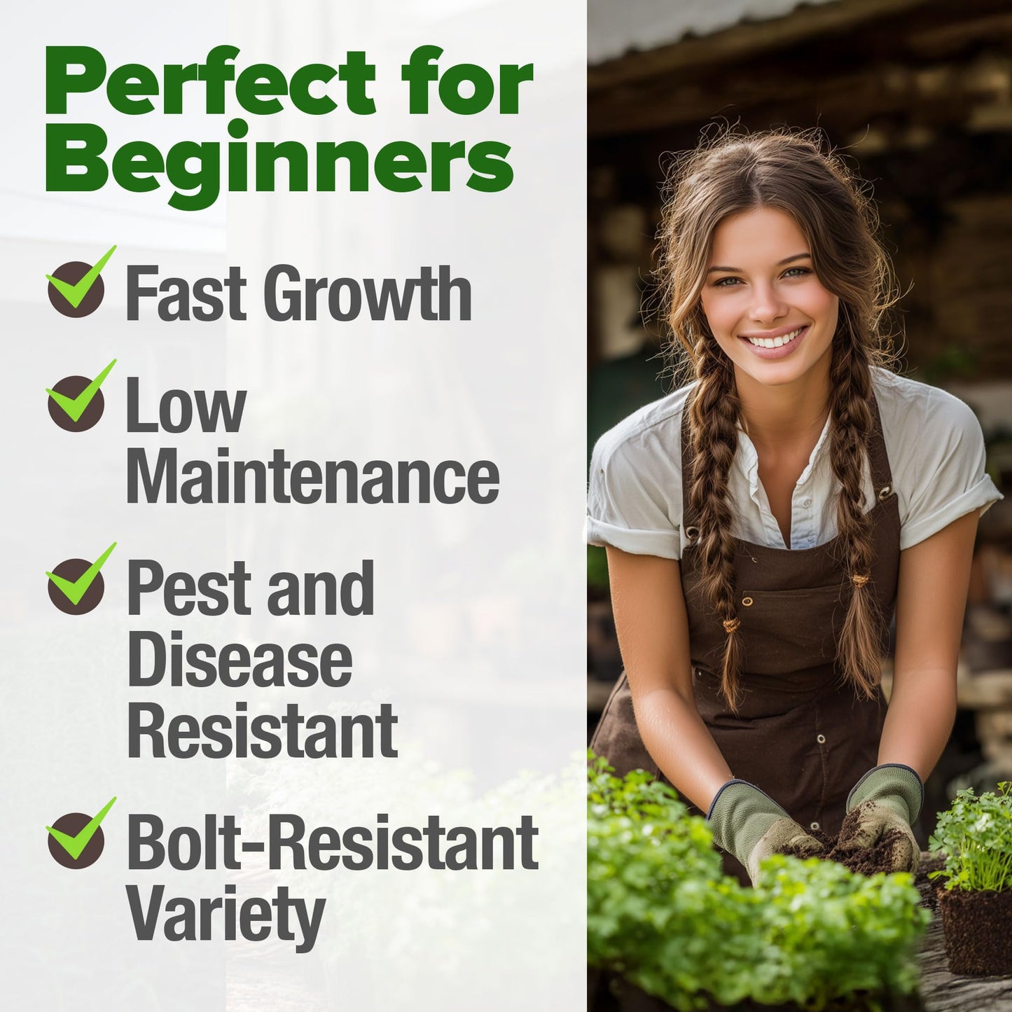 HOME GROWN 𝗨𝗦𝗔 𝗣𝗥𝗘𝗠𝗜𝗨𝗠 Peppermint Seeds Pack – 2,370 𝗡𝗢𝗡-𝗚𝗠𝗢 Heirloom Mint Seeds for Planting. Grow Peppermint Plants in Your Herb Garden Indoors or Outdoors (Mentha x piperita)