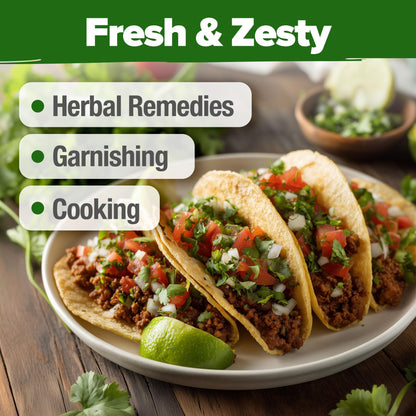 HOME GROWN 𝗨𝗦𝗔 𝗣𝗥𝗘𝗠𝗜𝗨𝗠 Peppermint Seeds Pack – 2,370 𝗡𝗢𝗡-𝗚𝗠𝗢 Heirloom Mint Seeds for Planting. Grow Peppermint Plants in Your Herb Garden Indoors or Outdoors (Mentha x piperita)