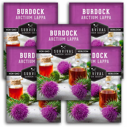 Burdock Root Seeds for Planting – Grow GOBO (Arctium lappa) Heirloom Root Vegetable – Non-GMO Medicinal Herb for Home Gardens – Survival Garden Seeds (1 Pack)