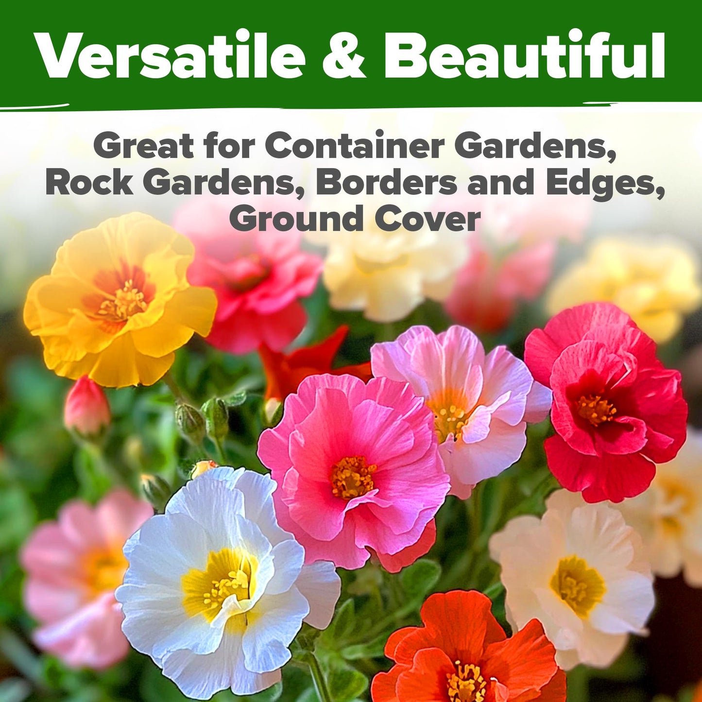 HOME GROWN 𝗨𝗦𝗔 𝗣𝗥𝗘𝗠𝗜𝗨𝗠 Zinnia Dahlia Seeds Pack for 2025 – 524 𝗡𝗢𝗡-𝗚𝗠𝗢 Flower Seeds | Vibrant Zinnia Elegans for Pollinator Gardens, Borders & Containers | Easy-to-Grow Outdoor Blooms