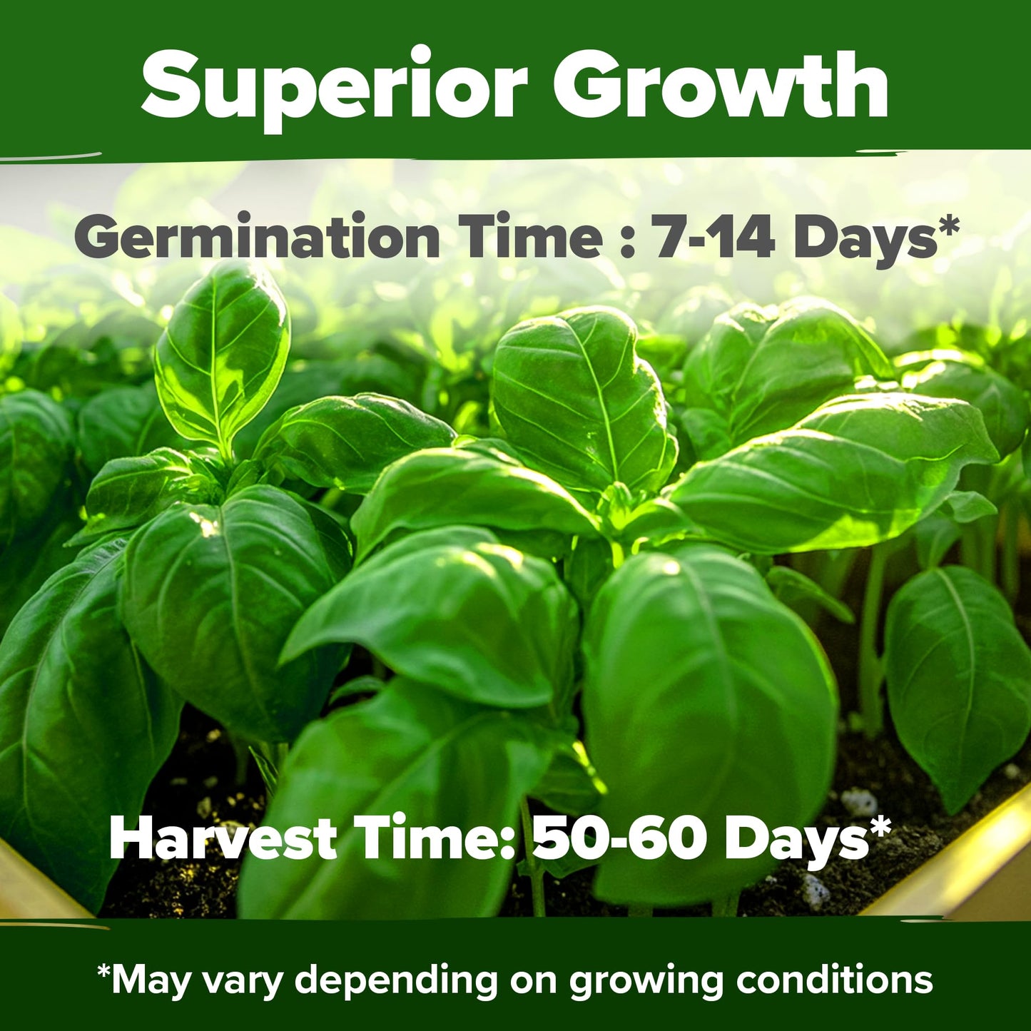 HOME GROWN 𝗨𝗦𝗔 𝗣𝗥𝗘𝗠𝗜𝗨𝗠 Peppermint Seeds Pack – 2,370 𝗡𝗢𝗡-𝗚𝗠𝗢 Heirloom Mint Seeds for Planting. Grow Peppermint Plants in Your Herb Garden Indoors or Outdoors (Mentha x piperita)