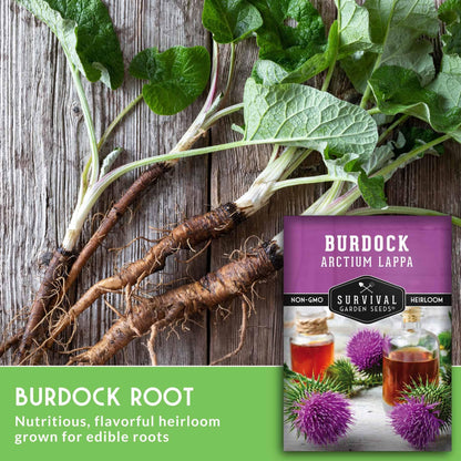 Burdock Root Seeds for Planting – Grow GOBO (Arctium lappa) Heirloom Root Vegetable – Non-GMO Medicinal Herb for Home Gardens – Survival Garden Seeds (1 Pack)