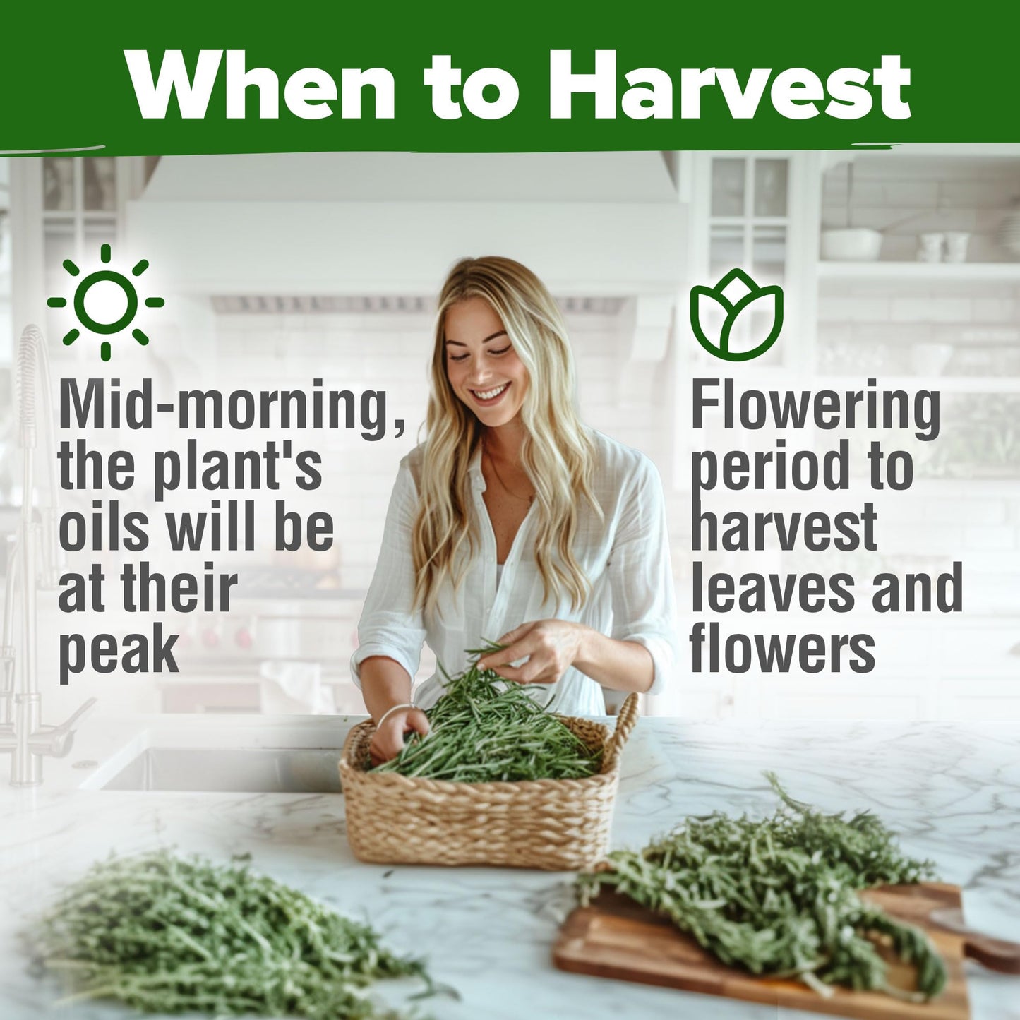 HOME GROWN 𝗨𝗦𝗔 𝗣𝗥𝗘𝗠𝗜𝗨𝗠 Peppermint Seeds Pack – 2,370 𝗡𝗢𝗡-𝗚𝗠𝗢 Heirloom Mint Seeds for Planting. Grow Peppermint Plants in Your Herb Garden Indoors or Outdoors (Mentha x piperita)