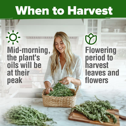 HOME GROWN 𝗨𝗦𝗔 𝗣𝗥𝗘𝗠𝗜𝗨𝗠 Peppermint Seeds Pack – 2,370 𝗡𝗢𝗡-𝗚𝗠𝗢 Heirloom Mint Seeds for Planting. Grow Peppermint Plants in Your Herb Garden Indoors or Outdoors (Mentha x piperita)